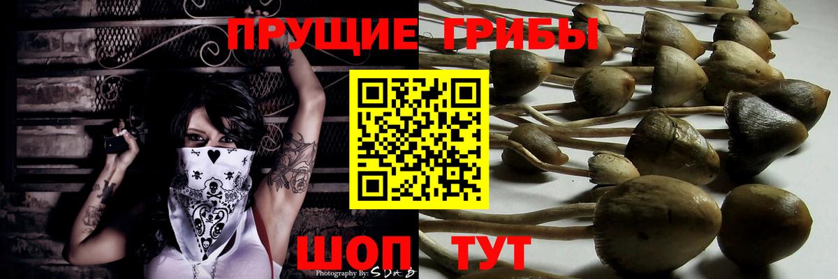 Псилоцибиновые грибы Psilocybine cubensis Майкоп