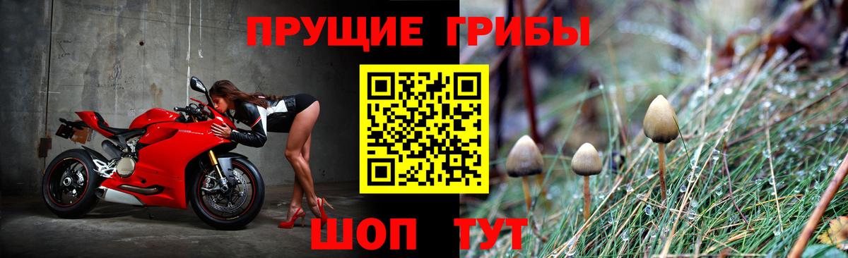 дарнет шоп  Псилоцибиновые грибы мухоморы  Вход с VPN  Майкоп 